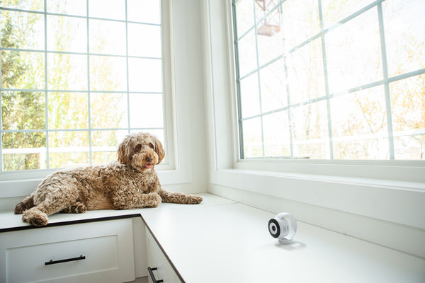 App Cam X24  collage image 4